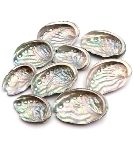 Amazon.co.jp: 超特大27cm 1.6kg 特上品 ピンク貝 コンク貝殻